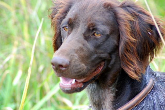 Dune Vom hundegelaut